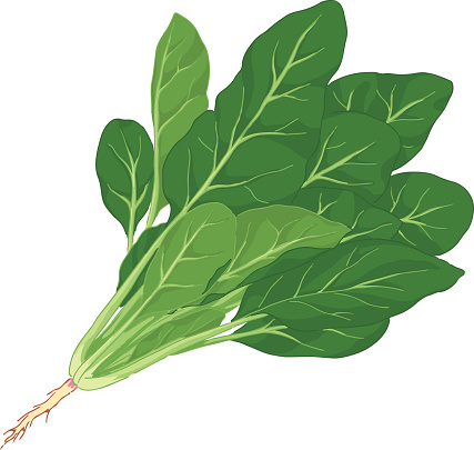 Spinach clipart #19, Download drawings