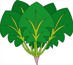 Spinach clipart #4, Download drawings