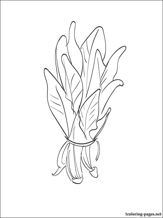 Spinach coloring #3, Download drawings