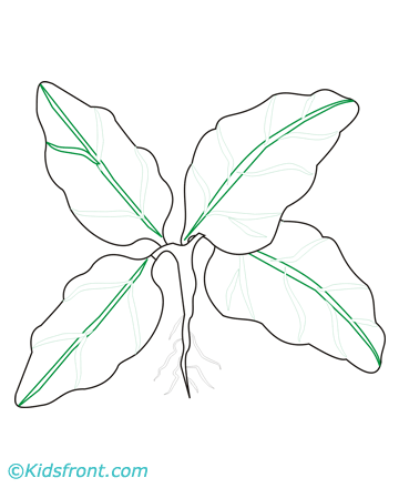 Spinach coloring #7, Download drawings