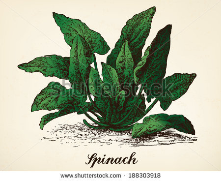 Spinach svg #14, Download drawings