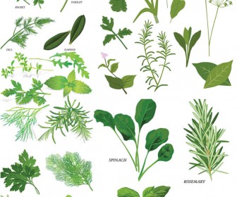 Spinach svg #16, Download drawings