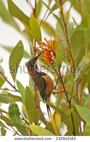 Spinebill clipart #4, Download drawings