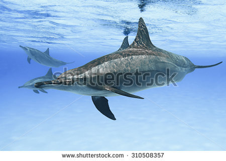 Spinner Dolphin clipart #8, Download drawings