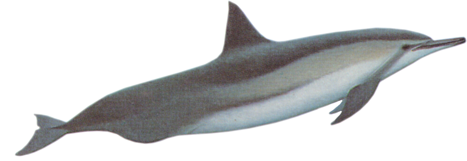 Spinner Dolphin clipart #17, Download drawings