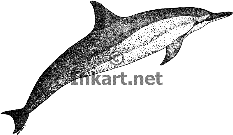 Spinner Dolphin clipart #10, Download drawings