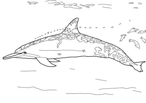 Spinner Dolphin coloring #19, Download drawings