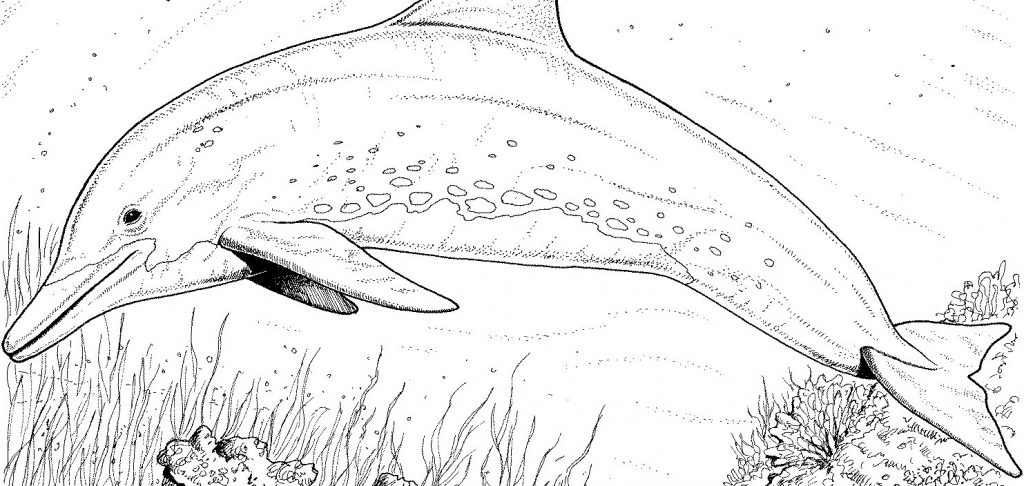 Spinner Dolphin coloring #18, Download drawings