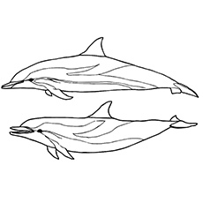Spinner Dolphin coloring #3, Download drawings