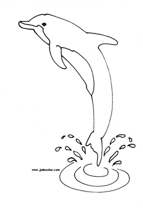 Spinner Dolphin coloring #9, Download drawings
