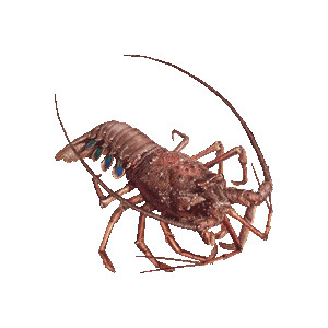 Spiny Lobster clipart #19, Download drawings