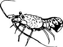Spiny Lobster clipart #14, Download drawings
