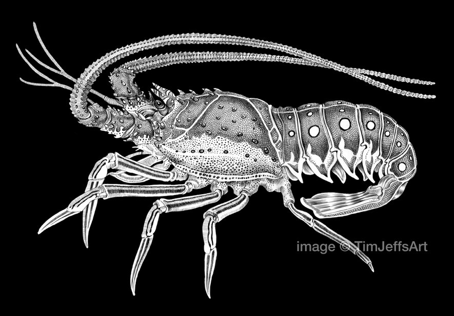 Spiny Lobster clipart #6, Download drawings