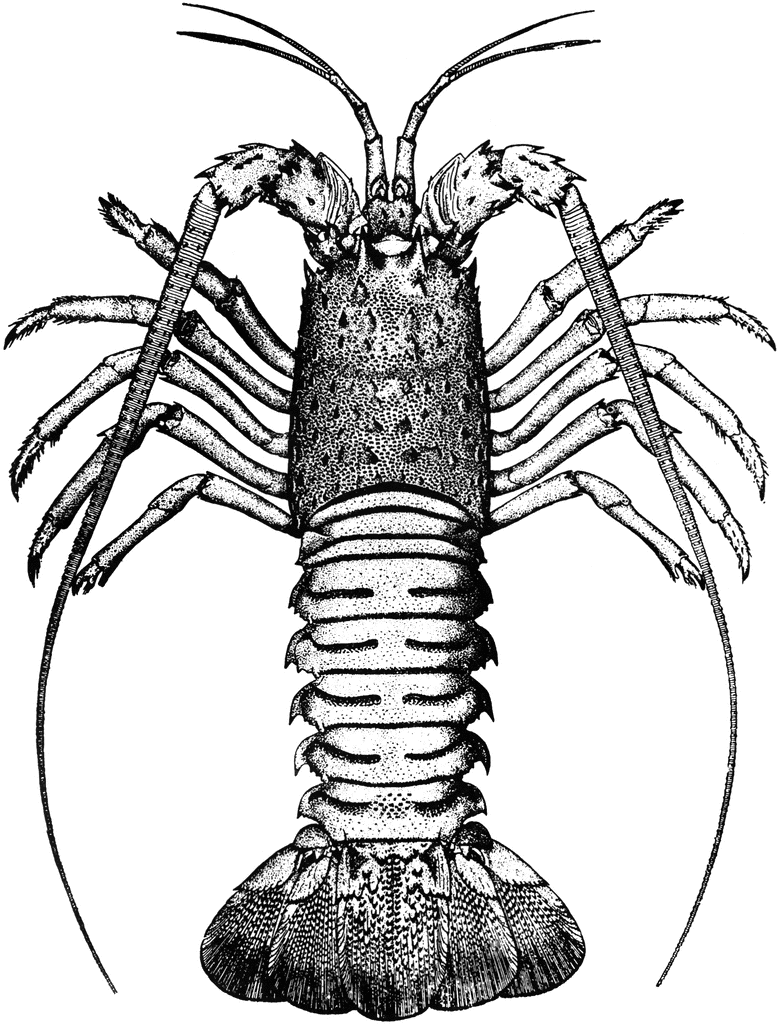 Spiny Lobster clipart #17, Download drawings