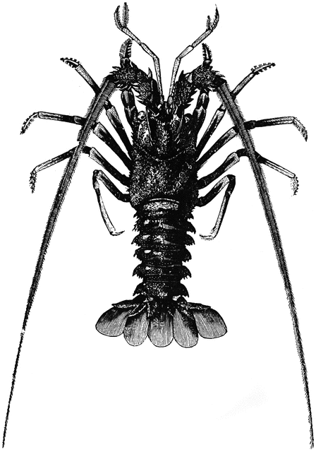 Spiny Lobster clipart #9, Download drawings