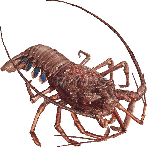 Spiny Lobster clipart #20, Download drawings