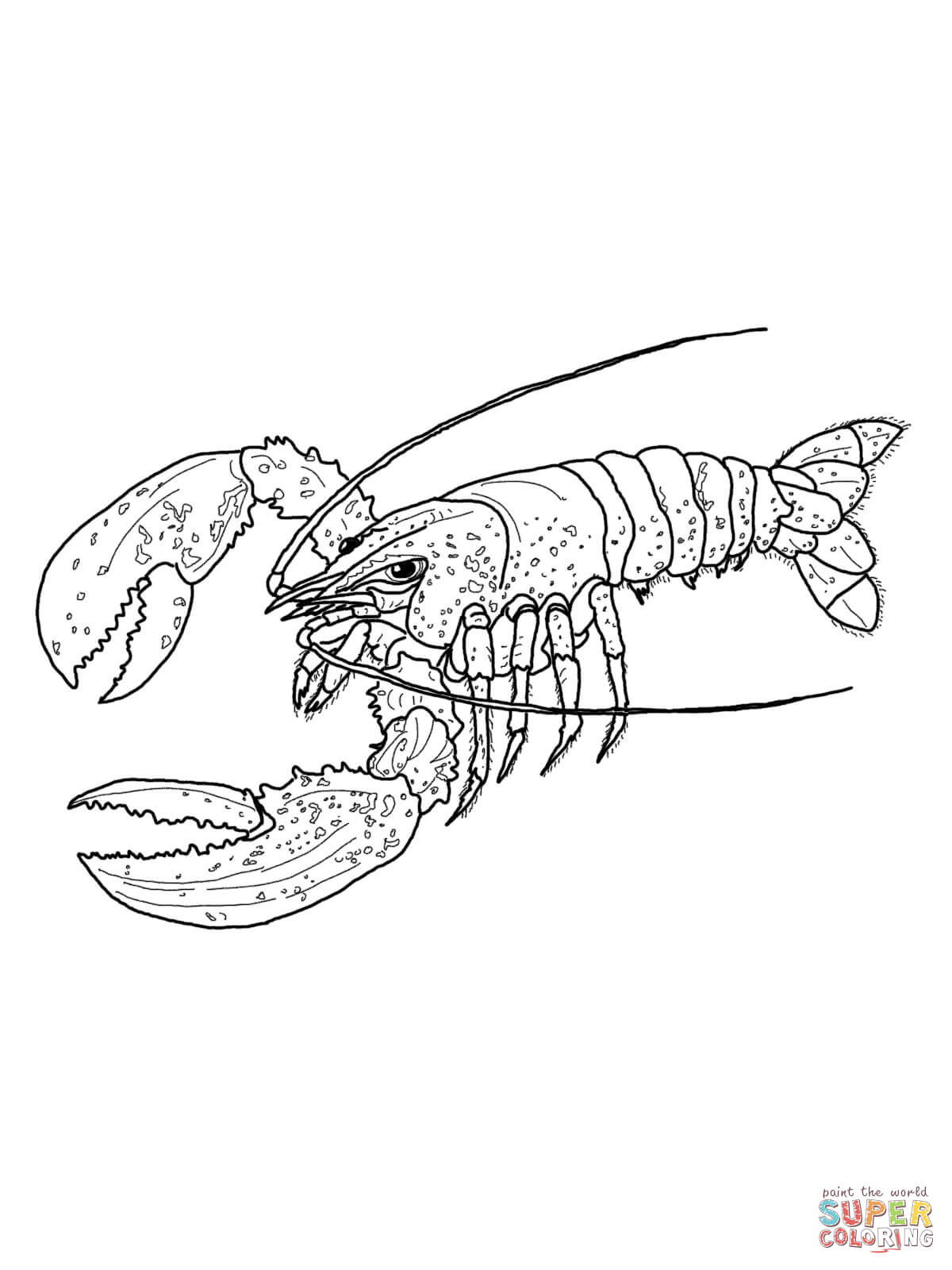 Spiny Lobster coloring #15, Download drawings