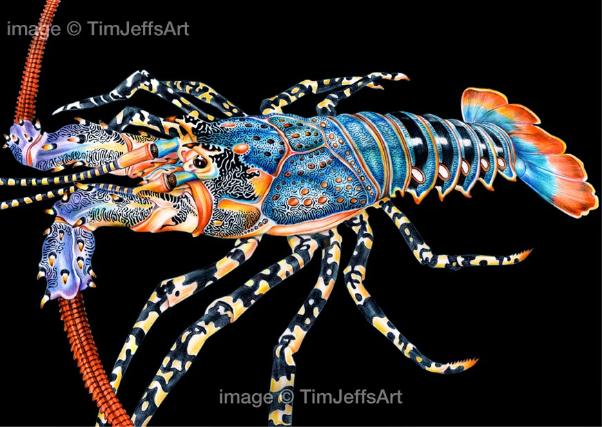 Spiny Lobster coloring #5, Download drawings