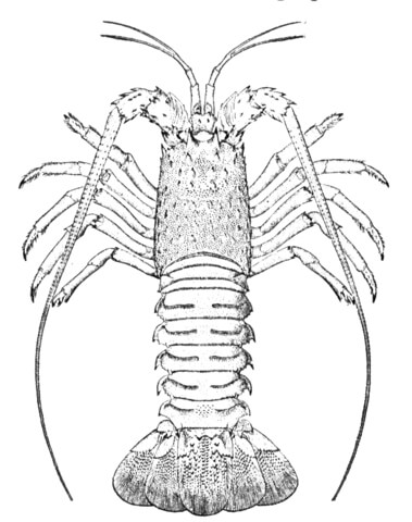 Spiny Lobster coloring #9, Download drawings