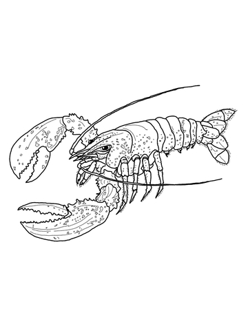 Spiny Lobster coloring #8, Download drawings