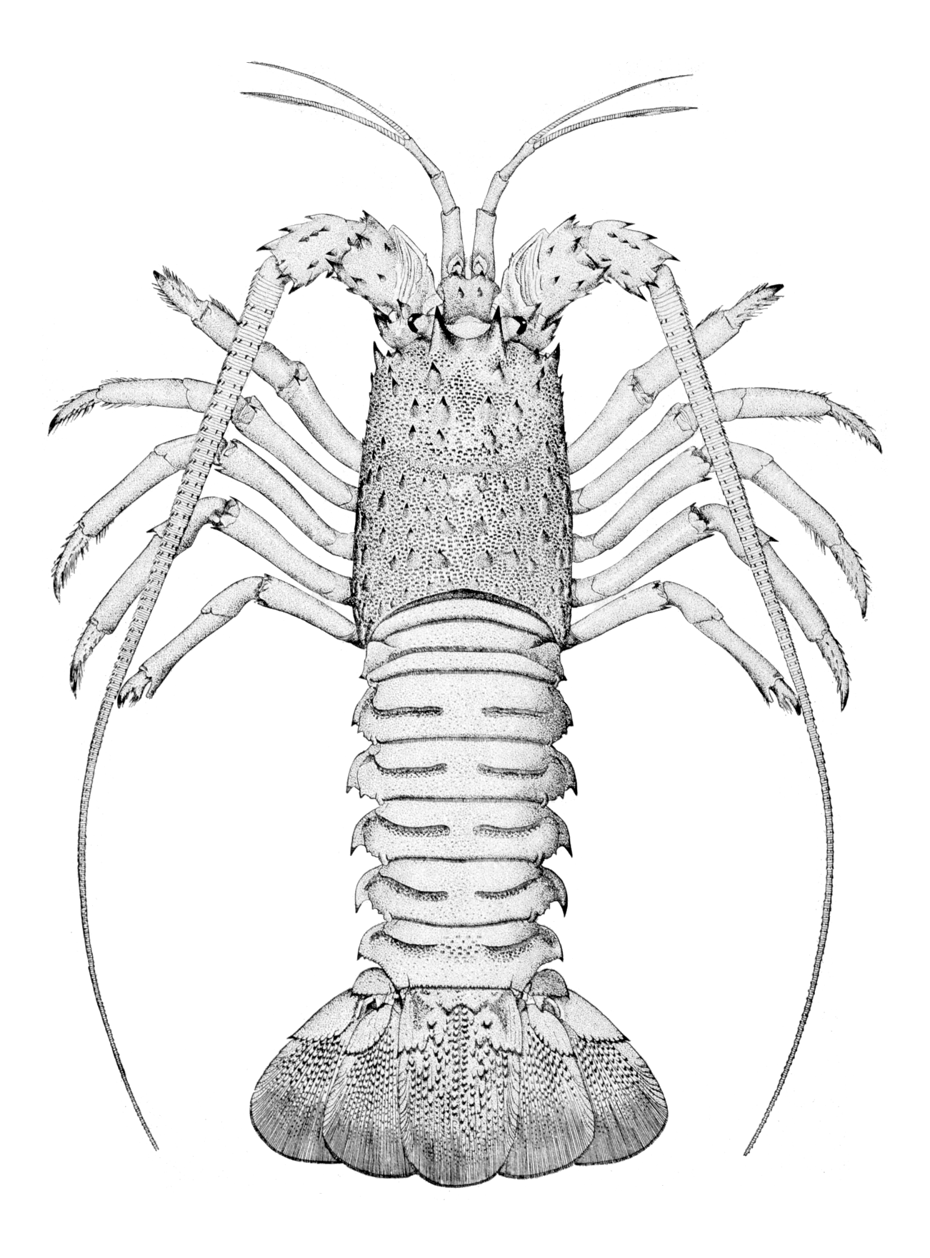 Spiny Lobster coloring #14, Download drawings