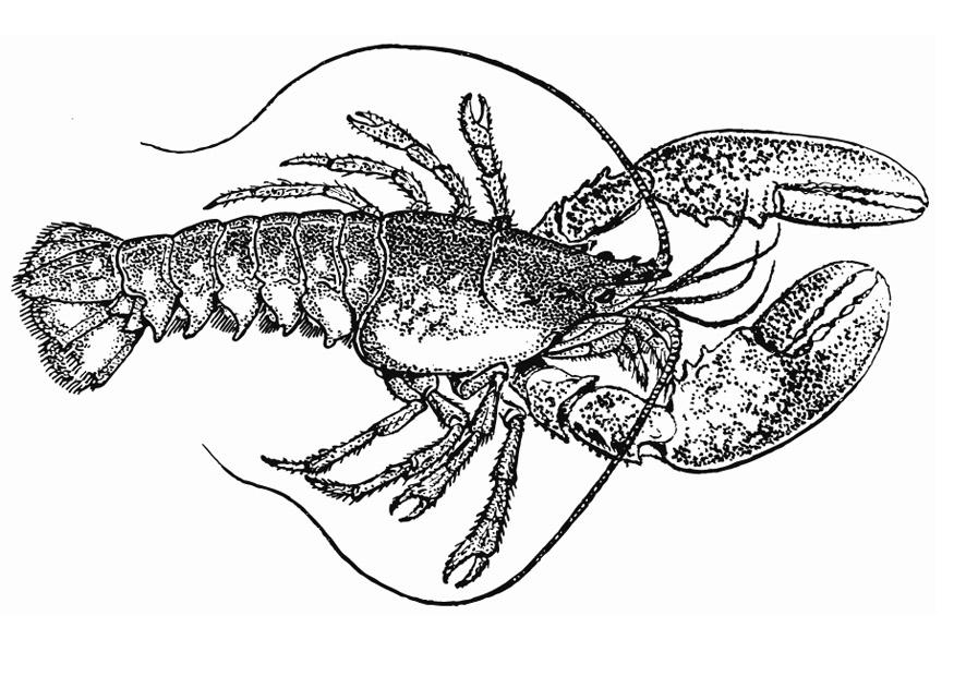 Spiny Lobster coloring #4, Download drawings