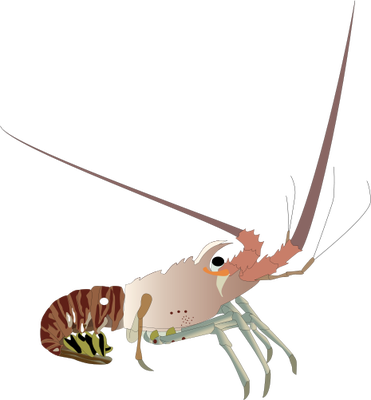 Spiny Lobster svg #19, Download drawings