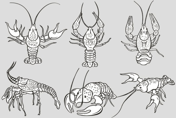 Spiny Lobster svg #13, Download drawings