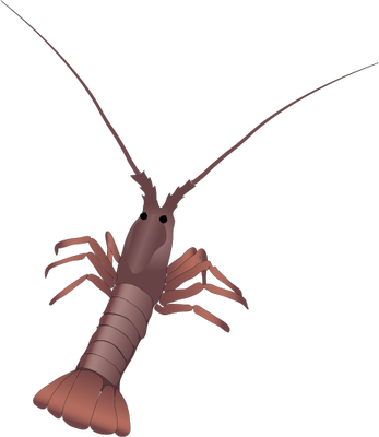 Spiny Lobster svg #17, Download drawings