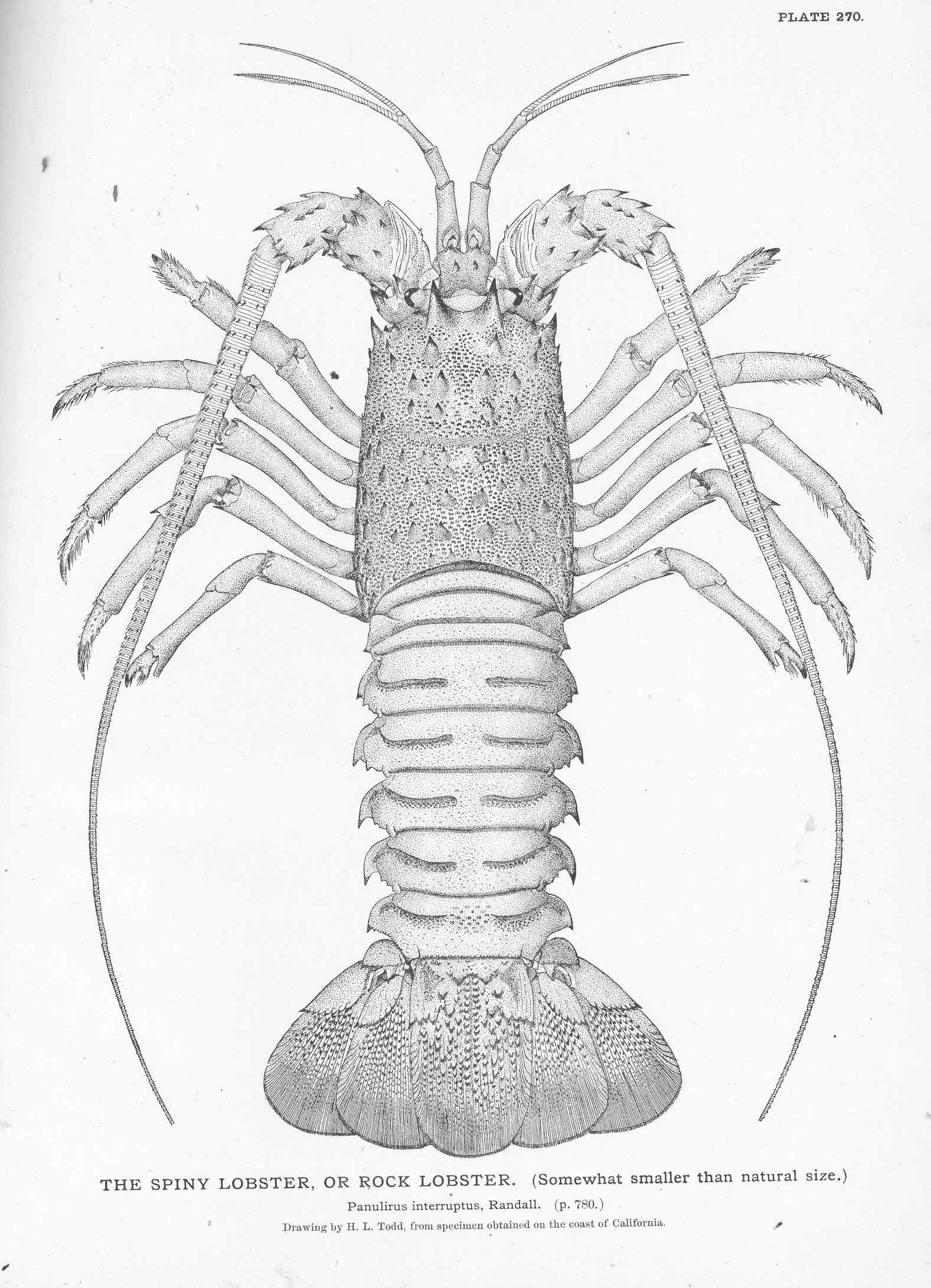 Spiny Lobster svg #3, Download drawings