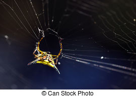 Spiny Orb Weaver clipart #7, Download drawings