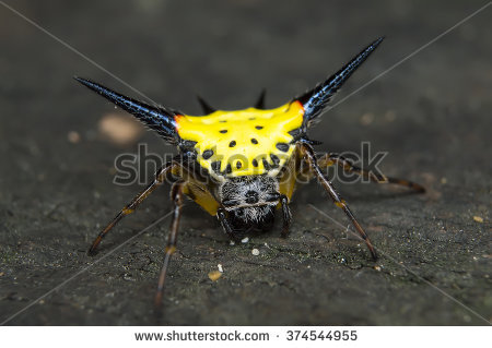 Spiny Orb Weaver clipart #3, Download drawings