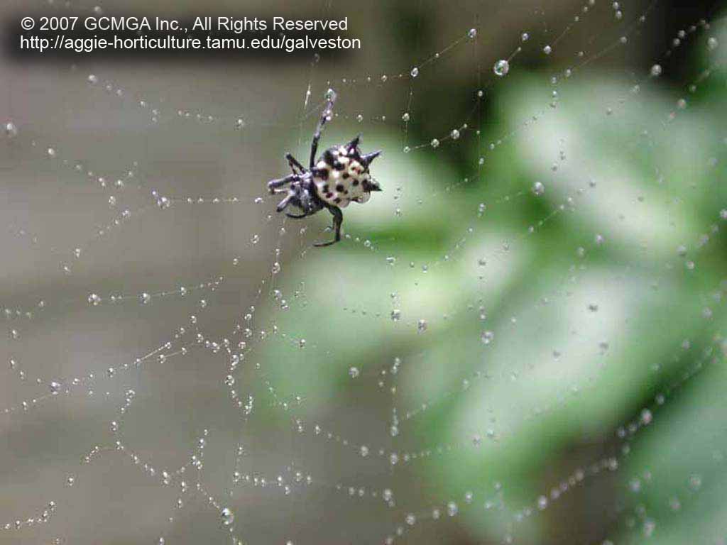 Spiny Orb Weaver coloring #16, Download drawings