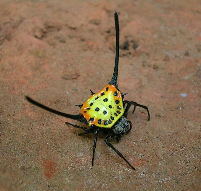 Spiny Orb Weaver coloring #17, Download drawings