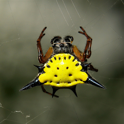 Spiny Orb Weaver coloring #12, Download drawings
