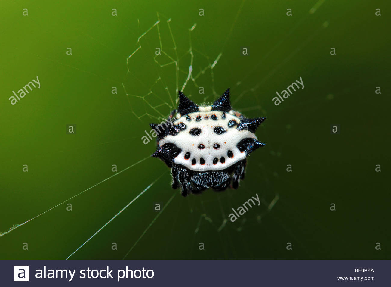 Spiny Orb Weaver svg #12, Download drawings