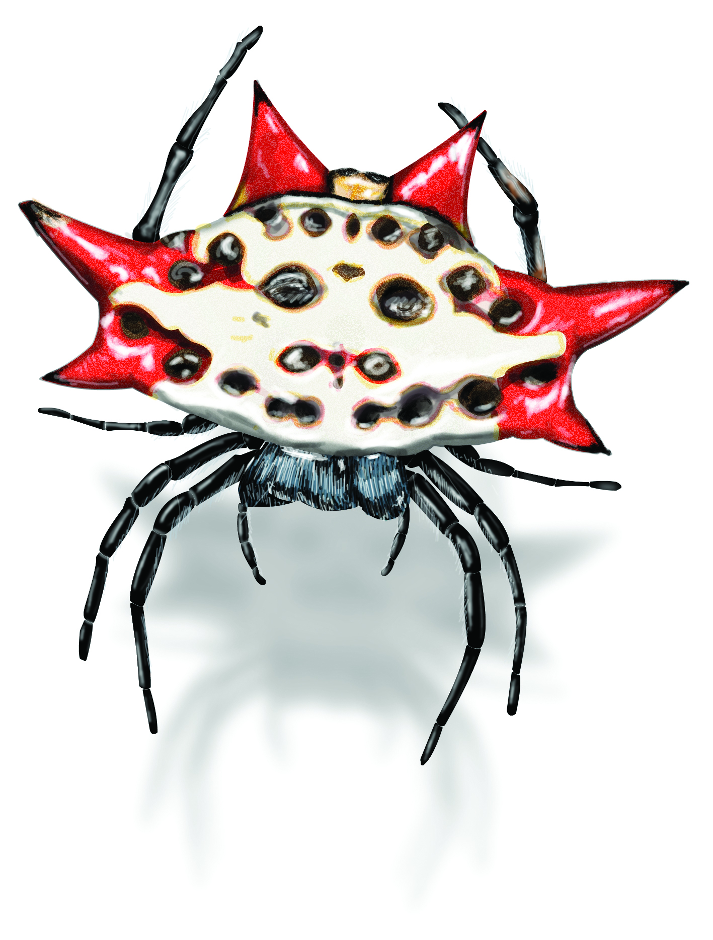 Spiny Orb Weaver svg #6, Download drawings