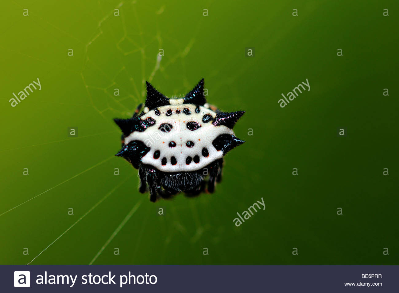 Spiny Orb Weaver svg #8, Download drawings