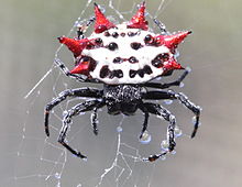Spiny Orb Weaver svg #11, Download drawings