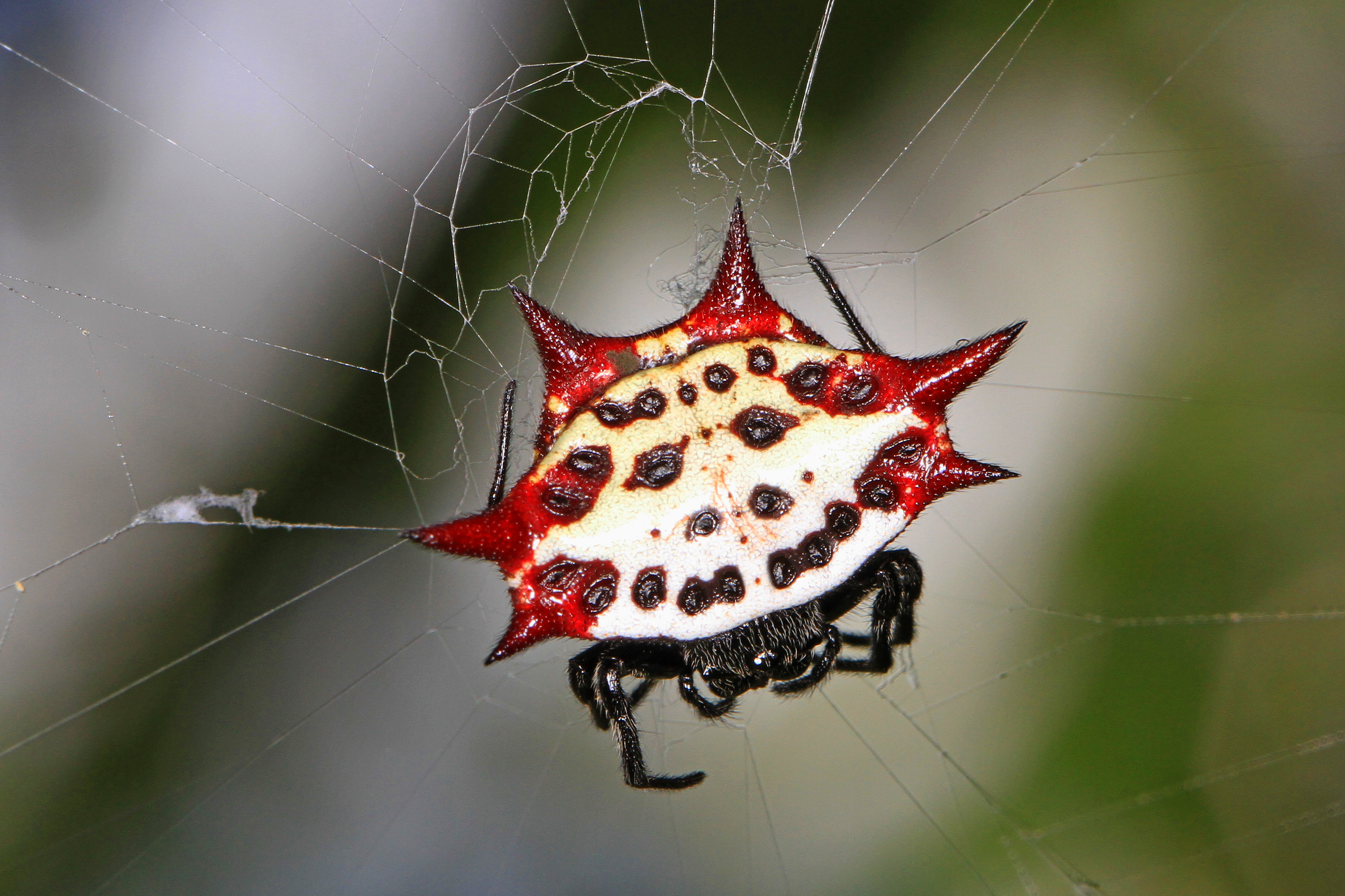 Spiny Orb Weaver svg #1, Download drawings