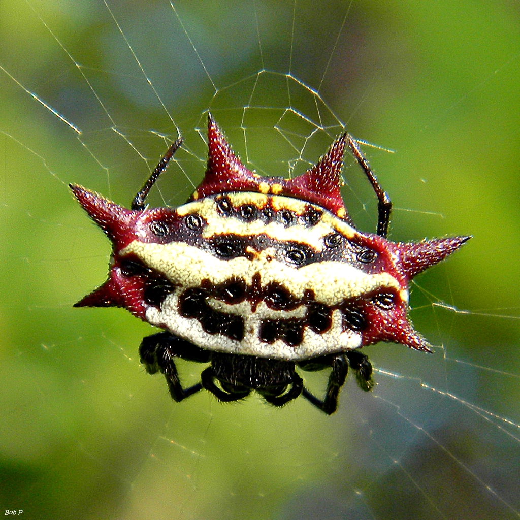 Spiny Orb Weaver svg #16, Download drawings