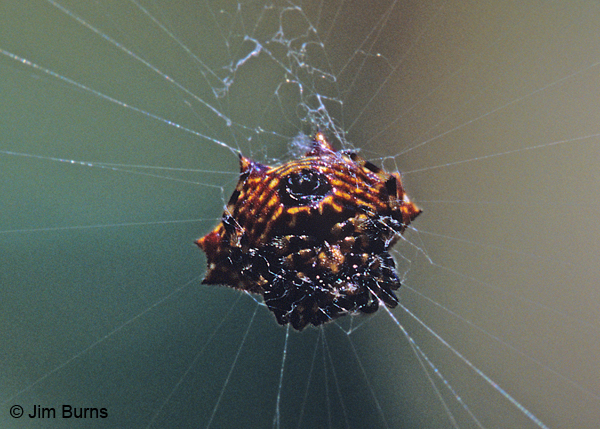 Spiny Orb Weaver svg #7, Download drawings