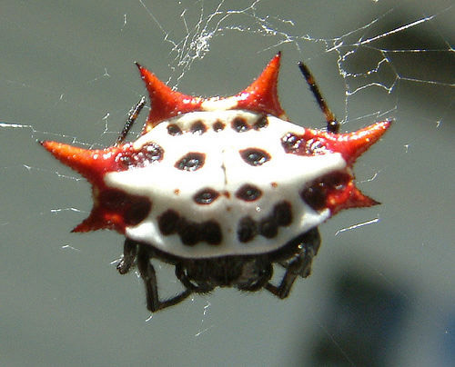 Spiny Orb Weaver svg #13, Download drawings