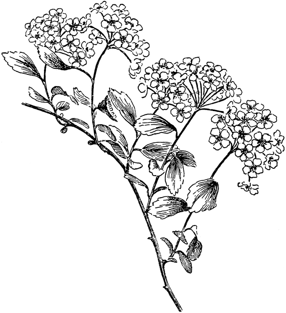 Spiraea clipart #11, Download drawings