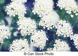 Spiraea clipart #18, Download drawings