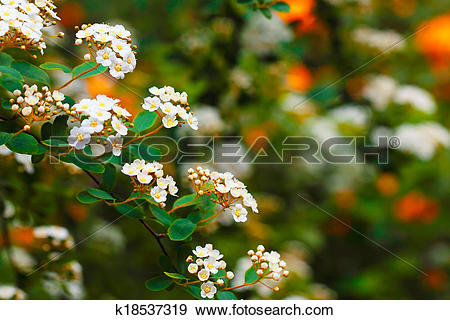 Spiraea clipart #14, Download drawings