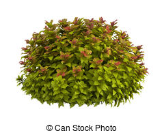 Spiraea clipart #15, Download drawings