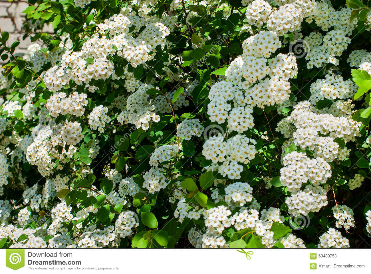Spiraea clipart #1, Download drawings
