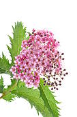 Spiraea clipart #16, Download drawings