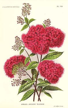 Spiraea clipart #3, Download drawings